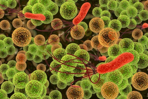 Inmunoterapia con vacunas bacterianas de administración oral